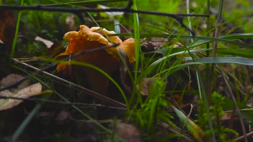 Golden Chanterelle mushroom in tall forest grass during cloudy day with bokeh blurry background.