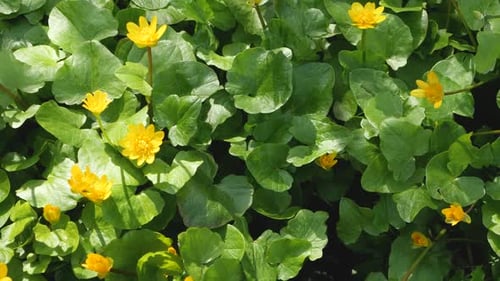 Yellow Bright Flowers Growth at Spring