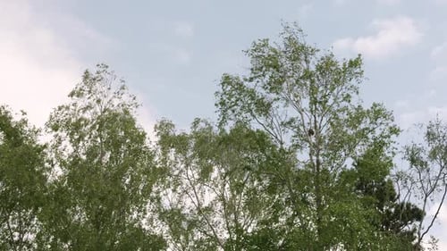 Slow Motion Birch Trees Swaying in Wind on Partly Cloudy Day