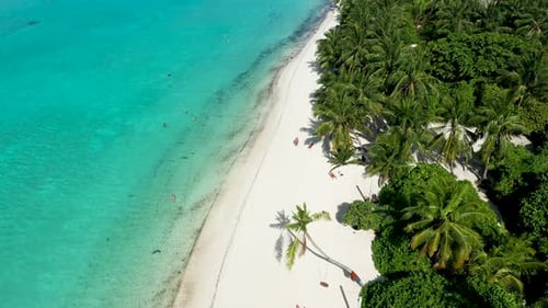 Aerial view of tropical beach with palm trees and turquoise water, Maldives.