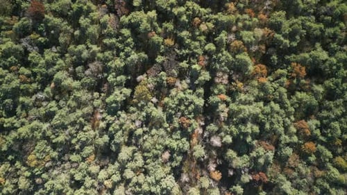 Forest Autumn Top View