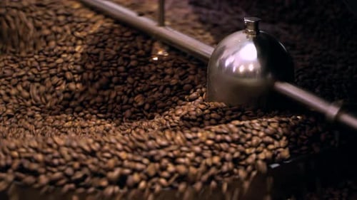 Coffee Beans Mixing In Cooling Drum After Being Freshly Roasted