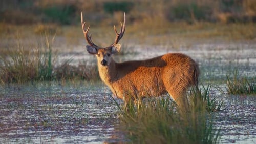 Golden light on marsh buck grazing in wet grass and water