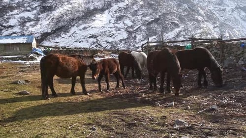 herd of Mules carrying goods across the high altitude mountains. Langtang Village near Kyajin Gompa.