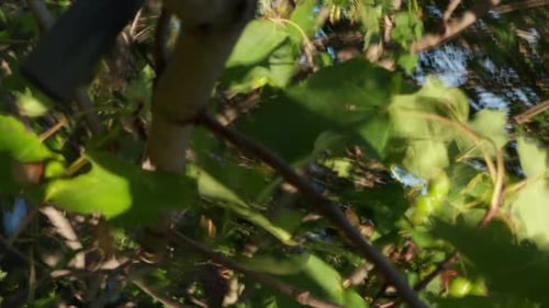 Drone crash into tree, gets stuck. Close-up POV collision impact. Branches and leaves at camera. Aer
