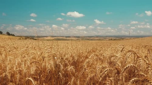 Wheat Field