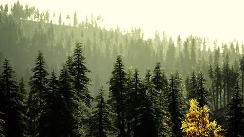 Mountain Sunset A Dense Forest with Towering Green Trees