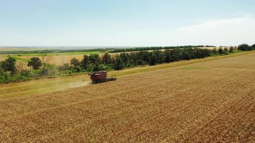 Aerial Drone View Harvester Working in Wheat Field Harvesting Combine Machine Cutting Cultivated