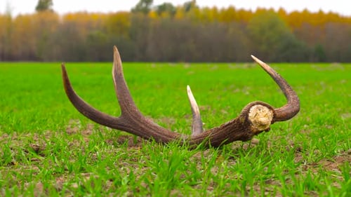 Deer antler on green grass
