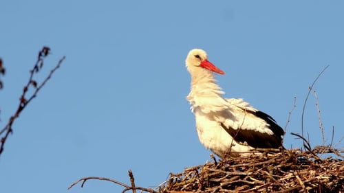Cigogne blanche Ciconia Ciconia dans un nid en période de parade nuptiale pendant la saison des amours