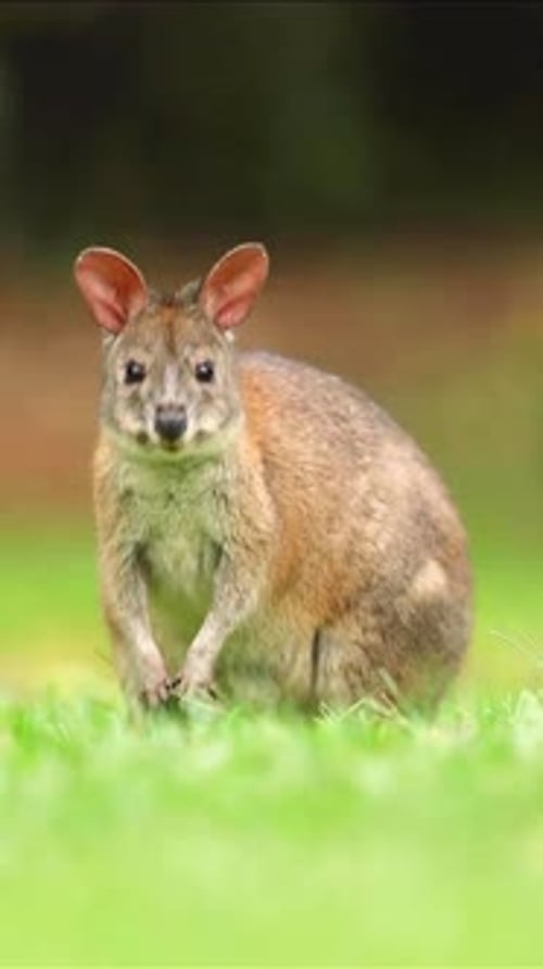 Nahaufnahme von Kängurubabys im Park