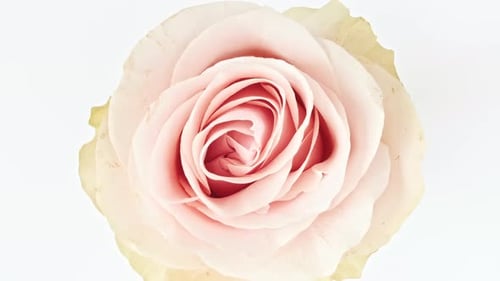 Delicate Peach Rose Blooming in Macro Close Up