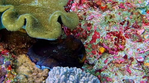 Oktopus versteckt sich zwischen bunten Riffkorallen und tarnt während einer Schnorchelsession seine Haut