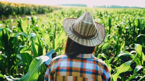 Young Woman Agronomist Holds Tablet Computer in the Corn Field and Examining Crops Before Harvesting