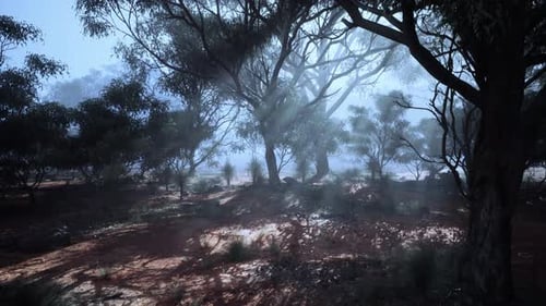 A Misty Forest with Dense Foliage and Towering Trees