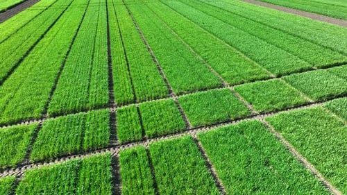 Agriculture Nature And Agricultural Crops Grown In The Field A Field With Sprouted Wheat And Rye