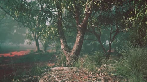 Misty Forest Filled With Dense Trees