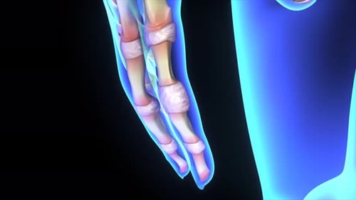 3D Animated Human Anatomy and Joint Detail Scan