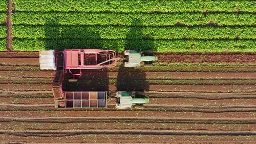 Beetroot Harvesting process, Early morning aerial follow footage