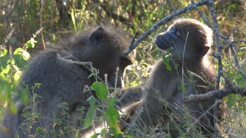 Close-up shot of baboons cleaning each other of insects in the bush at Kruger National Park