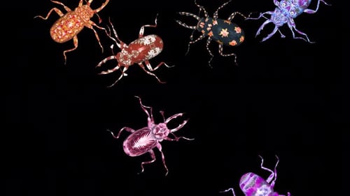 Fantasy Stag Beetles - Swarm of 7 Bugs - Randomly Walk Transition 4K - Top View MS - Alpha Channel