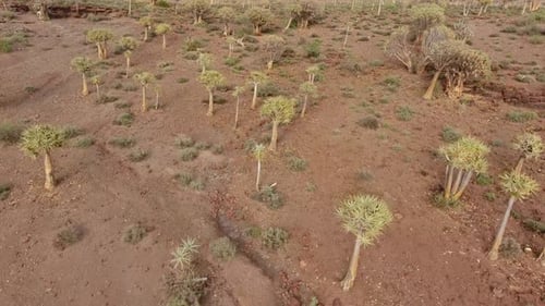 Luftaufnahme einer Trockenlandschaft mit einzigartigen Köcherbäumen (Aloe dichotoma), Nordkap, Südafrika
