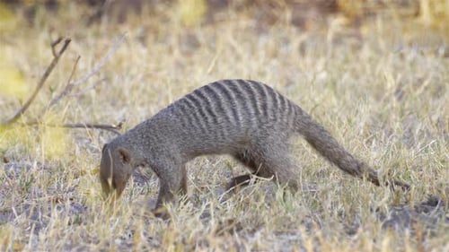 Búsqueda de mangostas anilladas, África