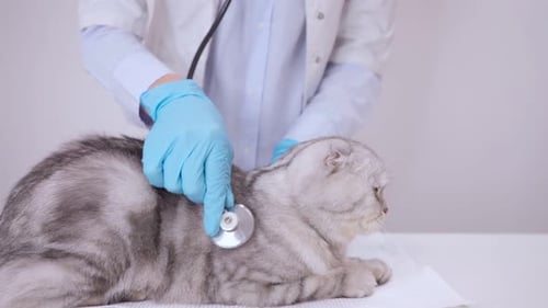 Veterinarian Examining Silver Tabby Cat With Stethoscope