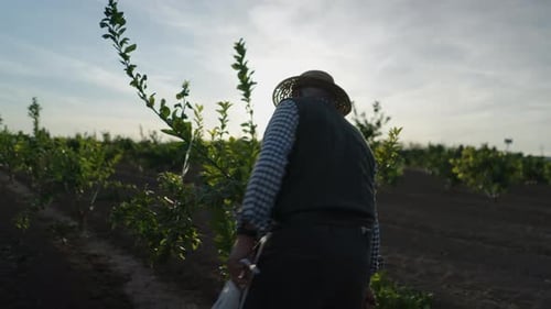 Agricultor cuida da laranjeira