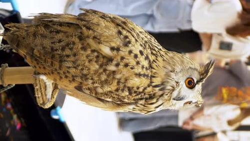 A vertical shot of an owl perched on a stand on display inside a zoo in Bangkok, Thailand.