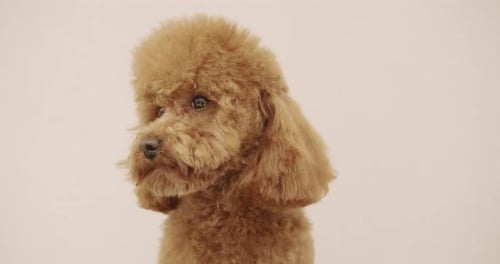 The Poodle Dog Sits Properly and Looks at the Camera After Finishing the Haircut