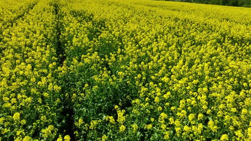 Aerial shot of a vast rapeseed field in full bloom, creating a sea of yellow flowers. The field is i