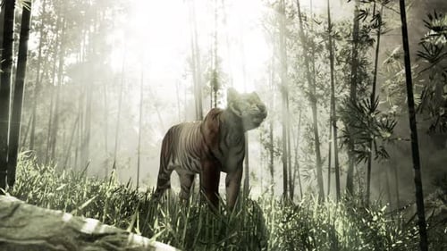 In a Bamboo Forest a Massive Bengal Tiger is on the Prowl for Its Next Meal
