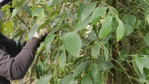 Side view of an unrecognizable farmer plucking back pepper peppercorn at an organic farm during harv