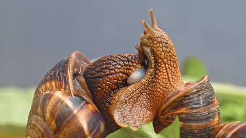 Two snails are eating lettuce