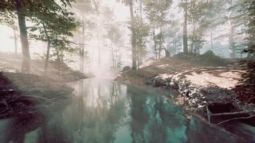 Dark Pond in Mysterious Forest