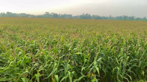corn farming background