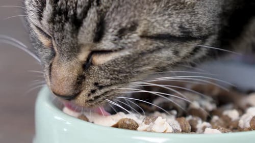 Close-up of a tabby cat licking a paté out of its bowl, with some kibble.