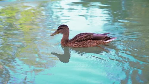 Brown Duck Swimming Peacefully in a Pond