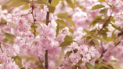 Beautiful Pink Cherry Blossoms in Full Bloom on a Spring Day