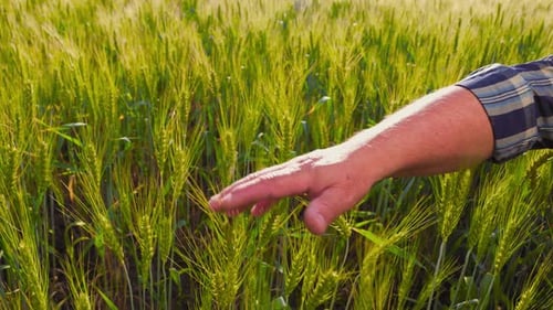 Hand Gently Touching Wheat in a Verdant Field