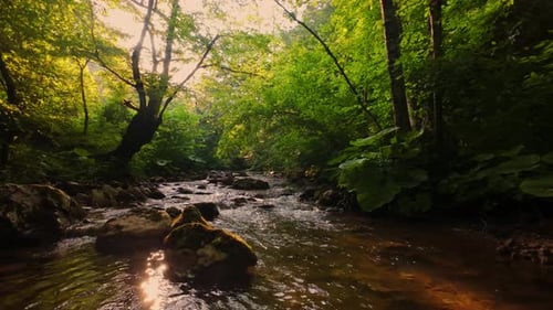 Aerial View of a Tranquil Forest Stream with Crystalclear Water Flowing Over Smooth Rocks Embraced