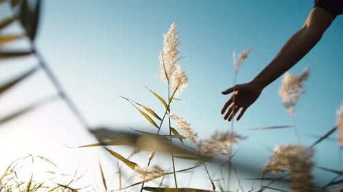 Hand Gently Touching Tall Grass in Sunny Meadow