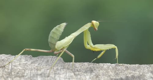 Praying Mantis