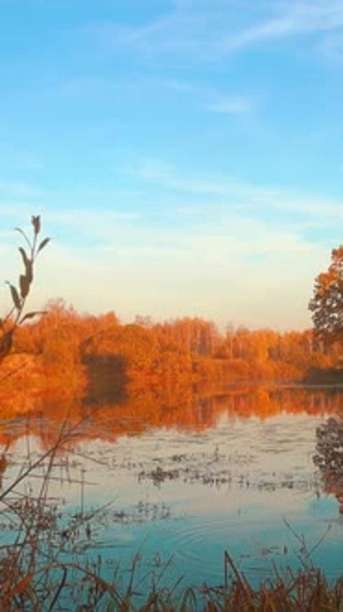 Beautiful Autumn Landscape Forest and Calm Water