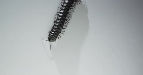 Ein schwarzer Tausendfüßler kriecht über eine weiße Oberfläche, sein voller Schatten bewegt sich perfekt im Gleichklang darunter.