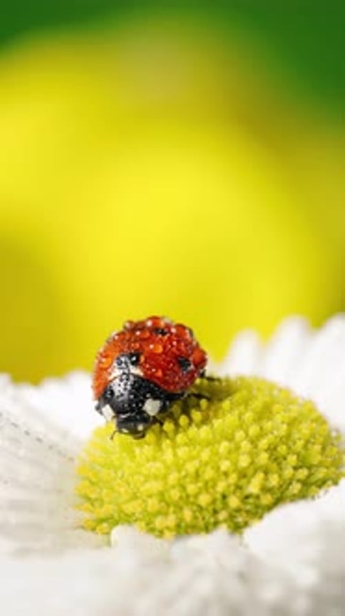 Coccinelle sur fleur blanche avec étamines jaunes Macro