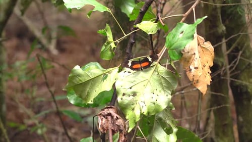 Butterfly in leaf in forest. Black , white and orange butterfly