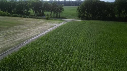 Green corn field aerial view