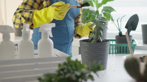 Person Repotting Jade Plant Indoors